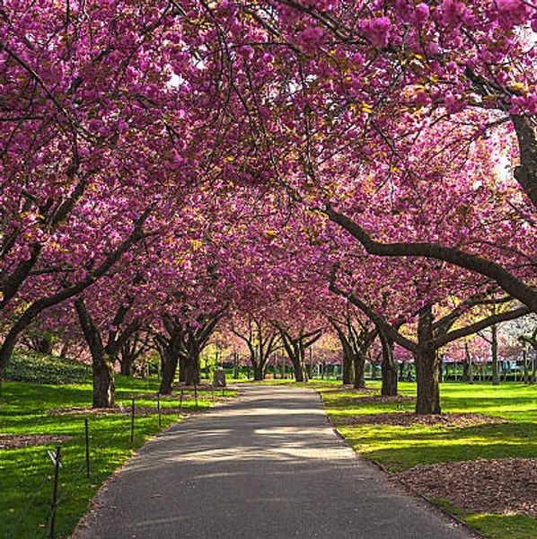 A beautiful tree garden