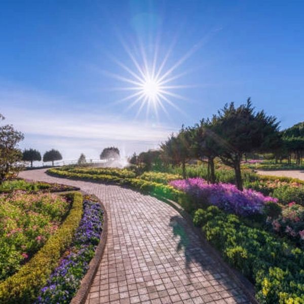 A beautiful garden with sun in the sky
