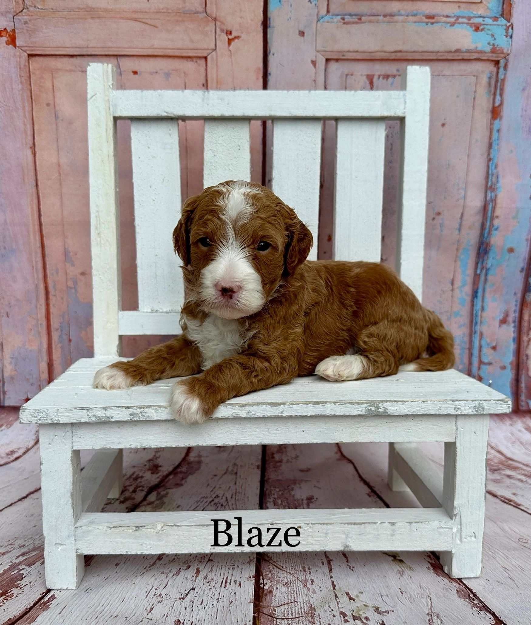 Available Puppies