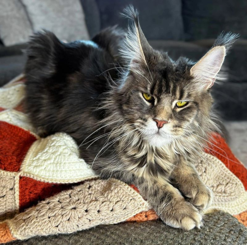 Midwest Giants - Stormi