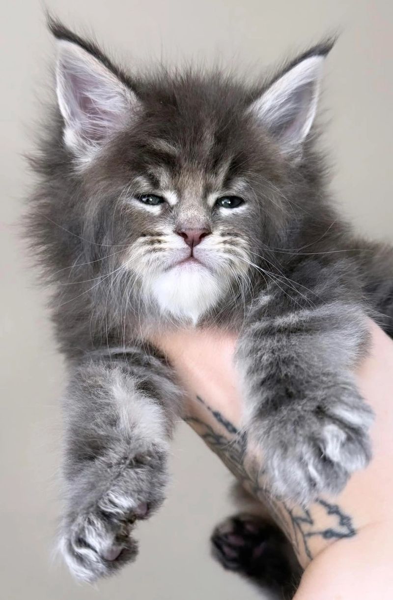 Midwest Giants - Fern