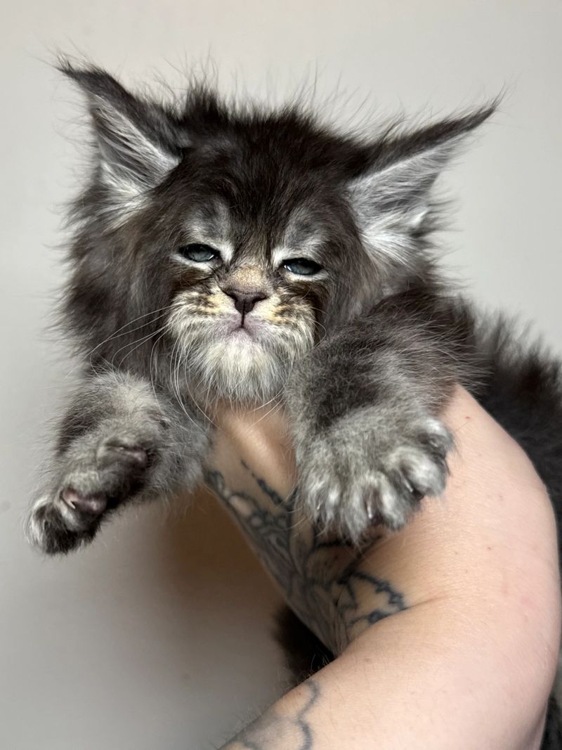 Midwest Giants - Midnight