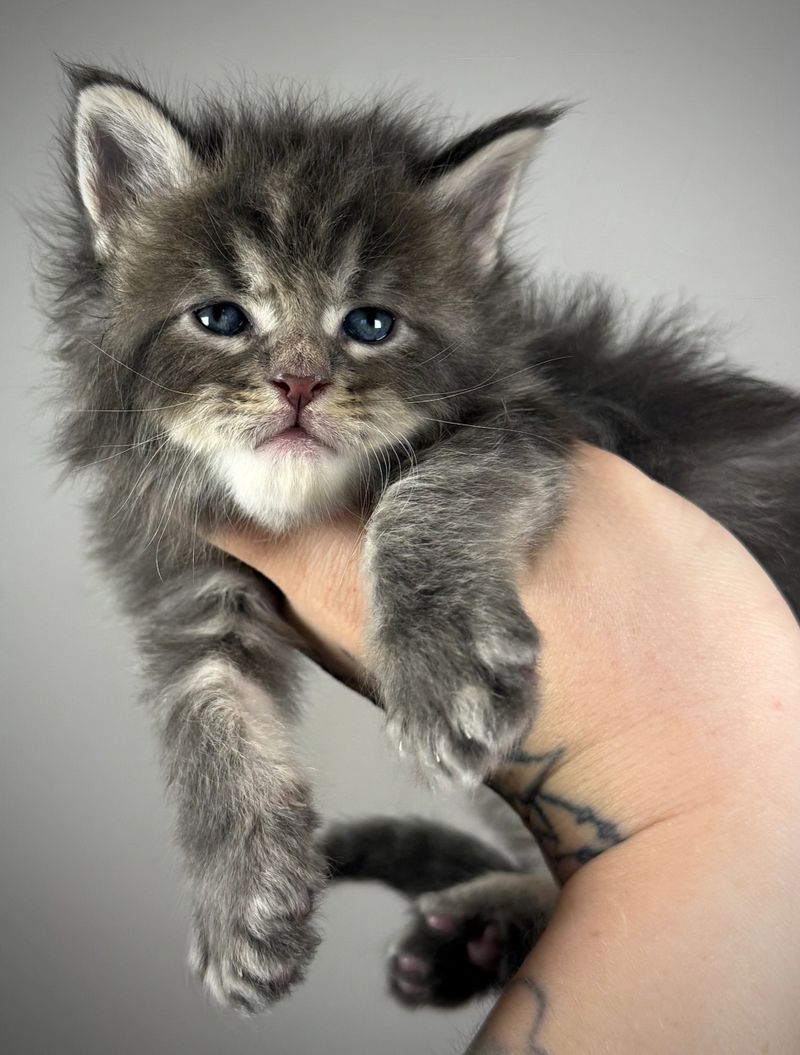 Midwest Giants - Fern