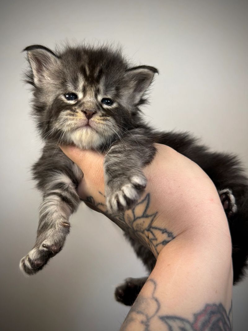 Midwest Giants - Eclipse