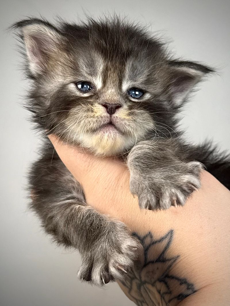 Midwest Giants - Midnight