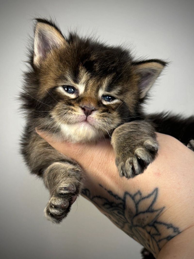 Midwest Giants - Sable 