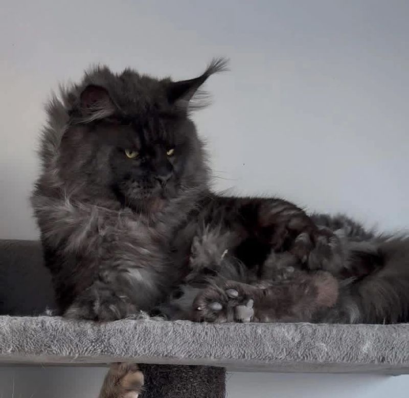 Midwest Giants - Apollo