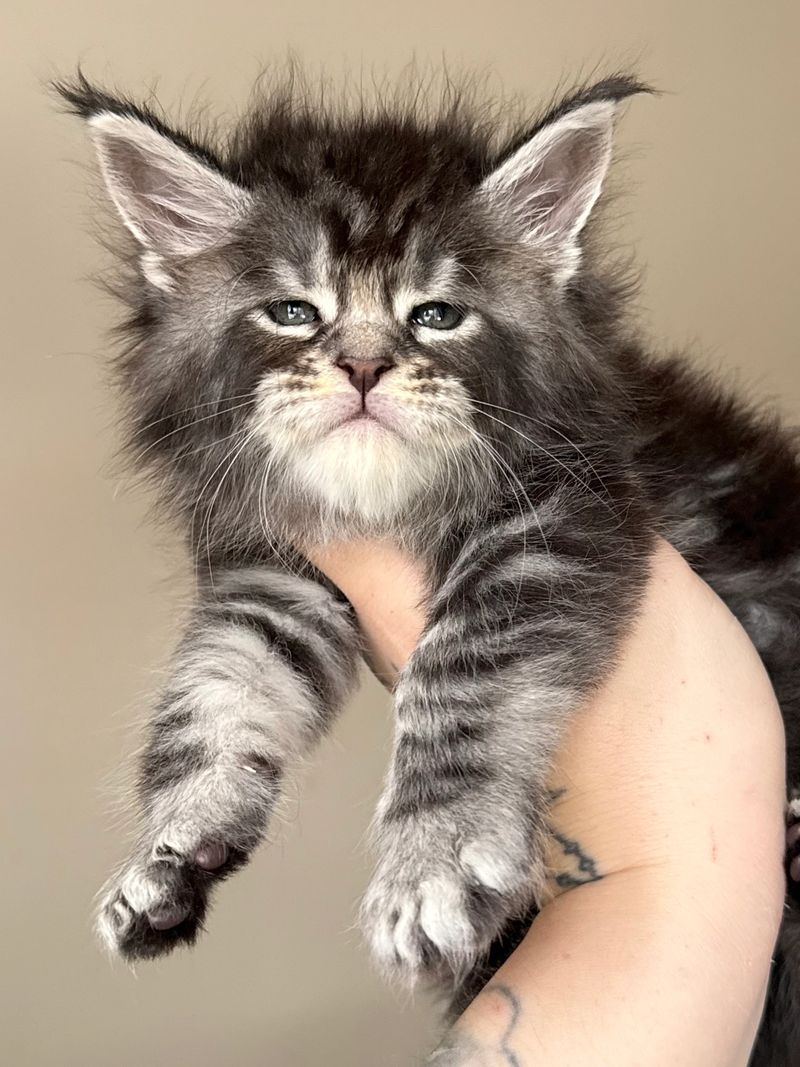 Midwest Giants - Eclipse