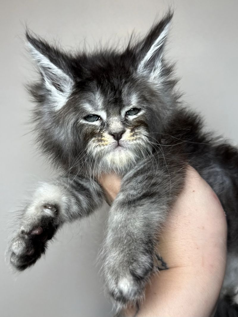 Midwest Giants - Storm