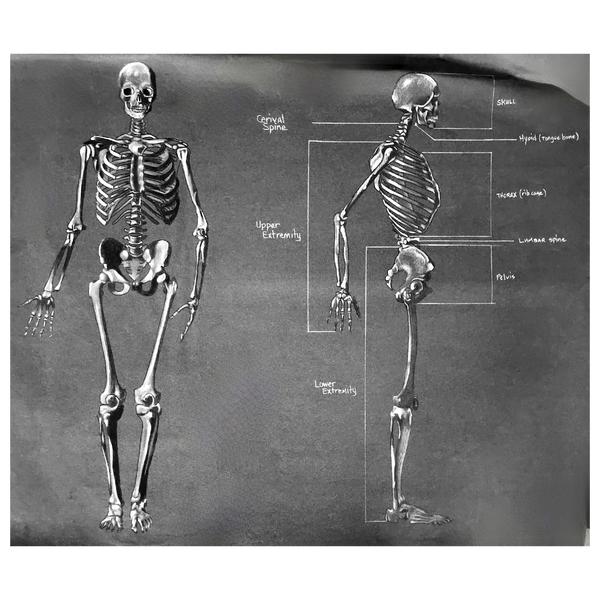 Human Skeleton Sketch Illustration by artist Susan Lorenzana
