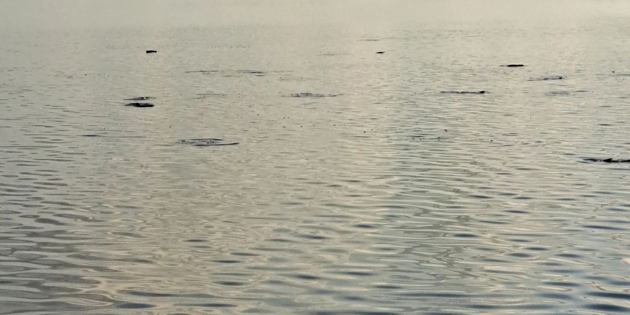 School of tarpon in the calm waters of San Felipe Yucatan at dawn