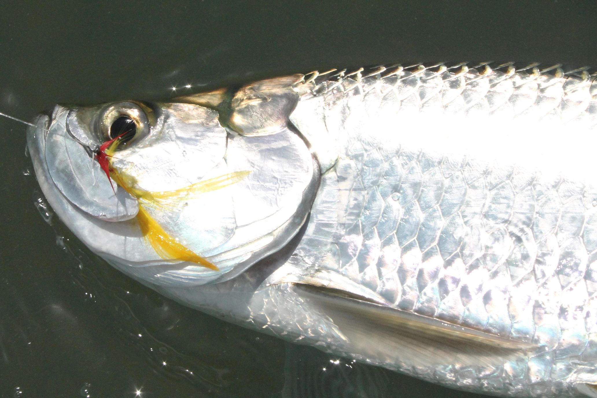 Baby tarpon hook on a red and yellow fly 