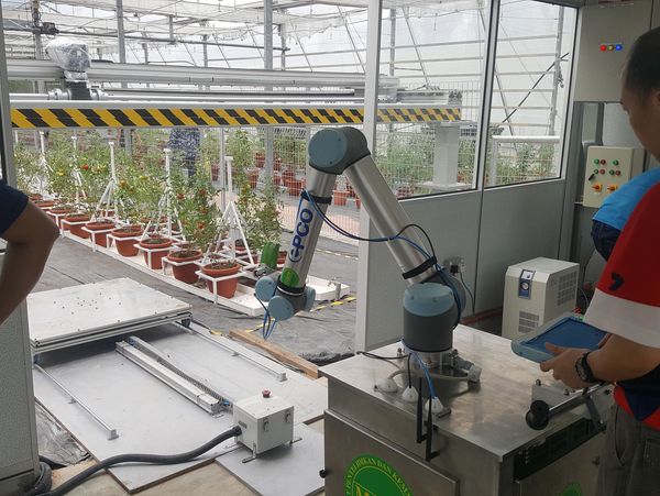 Robotic arm operating in a greenhouse environment.