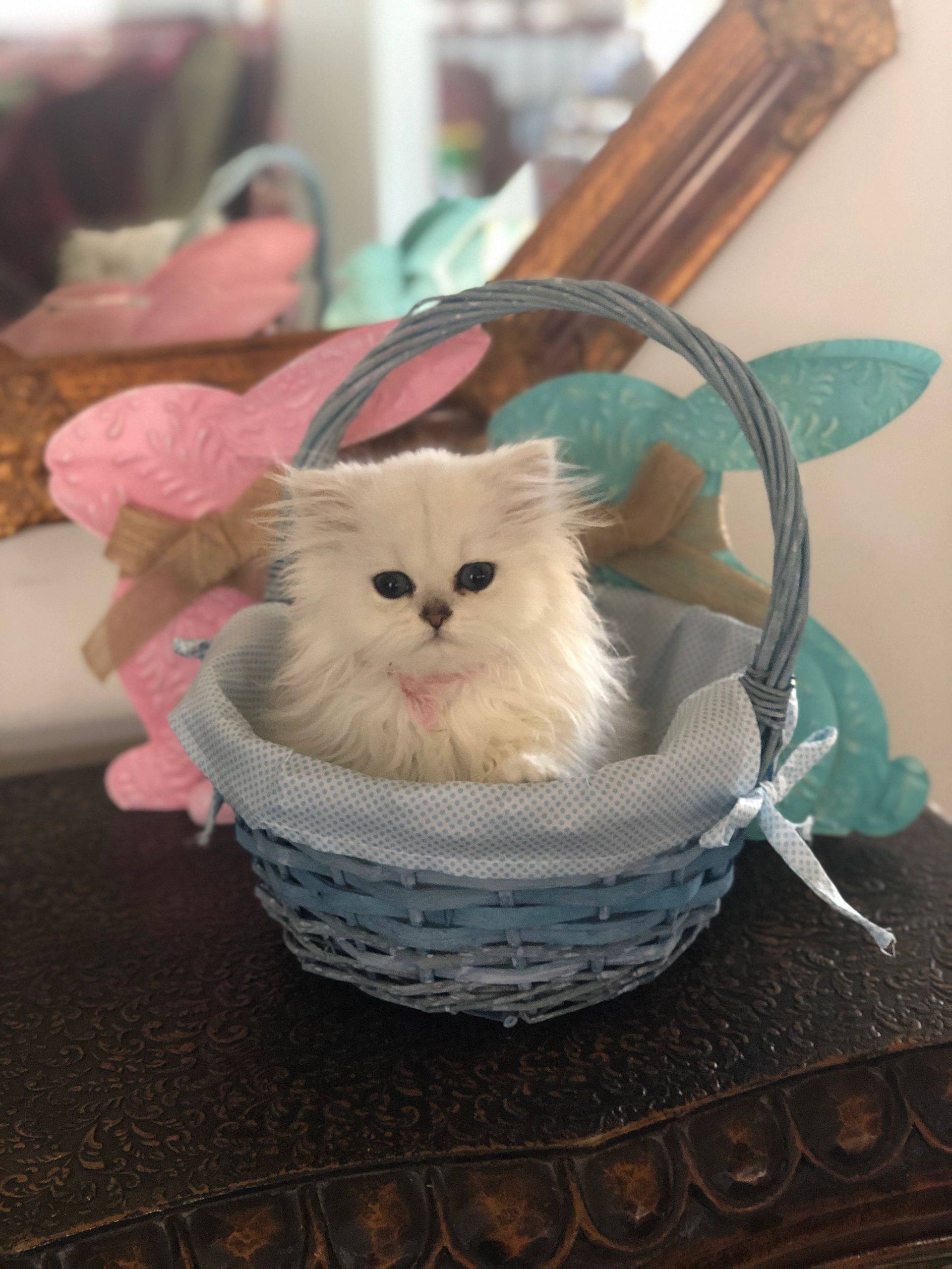 Persian Cat Rescue Rochester Ny لم يسبق له مثيل الصور Tier3 Xyz