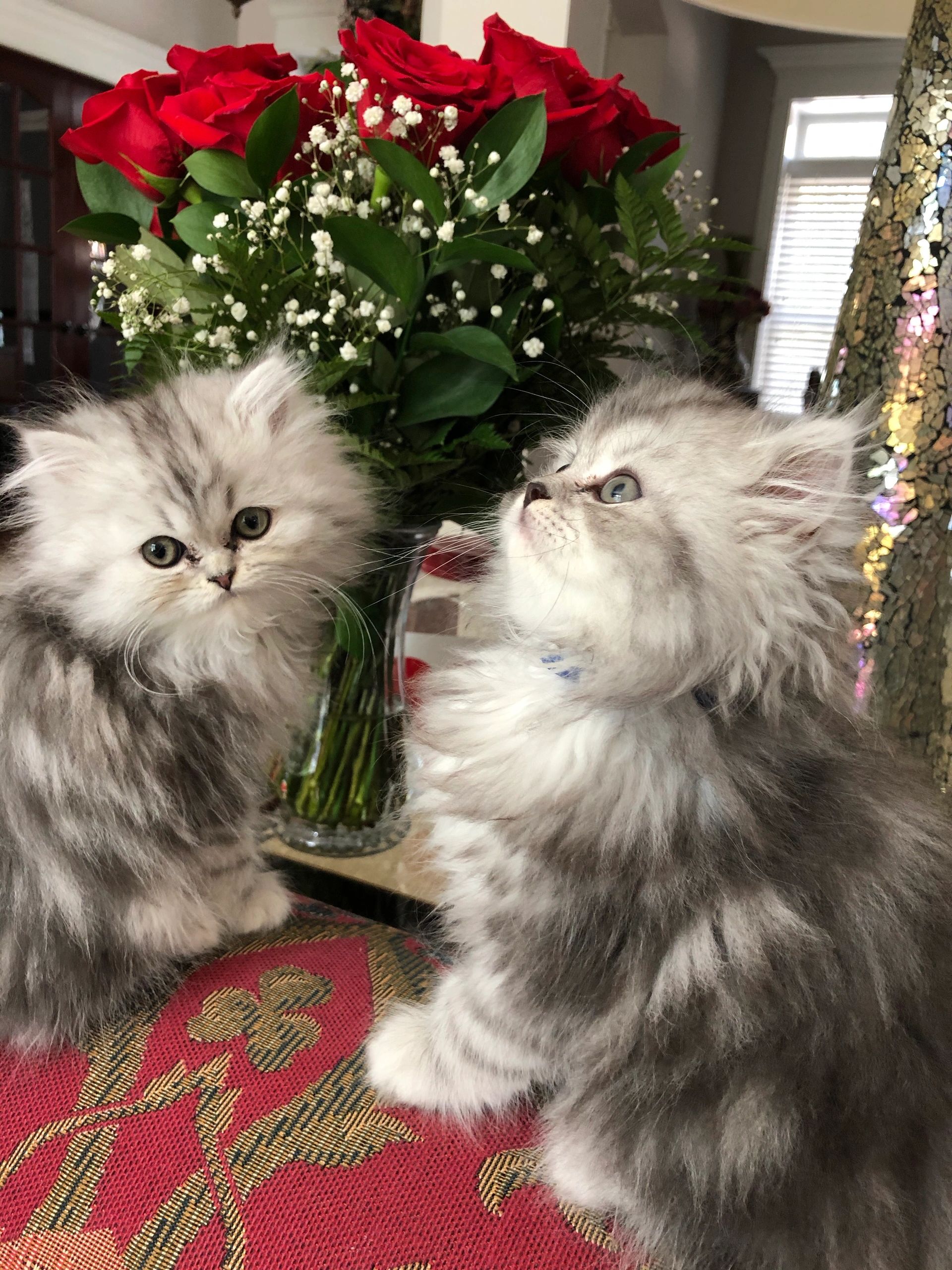 Powderpuff Persians Persians, How to Care for Your Kitten, Cat