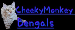 CheekyMonkey Bengals 