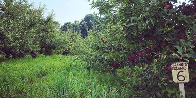 Apple (Gala) [Cuyama Orchards] - FarmShoppr