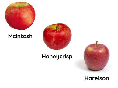 Apples, McIntosh - Trombly Gardens, LLC