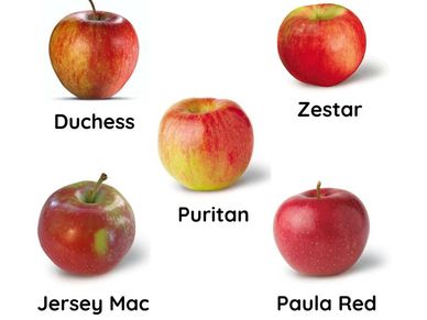 Different Types of Apples