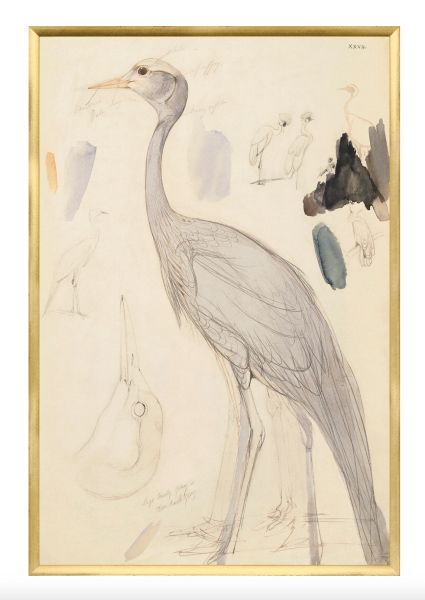 Lear - Demoiselle Crane LRG