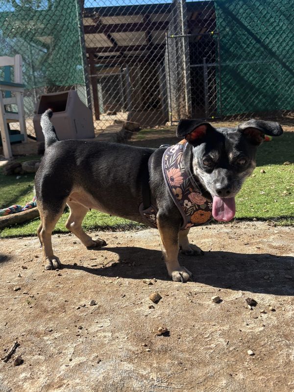 Small black and tan dog with a floral harness standing outside on a sunny day.