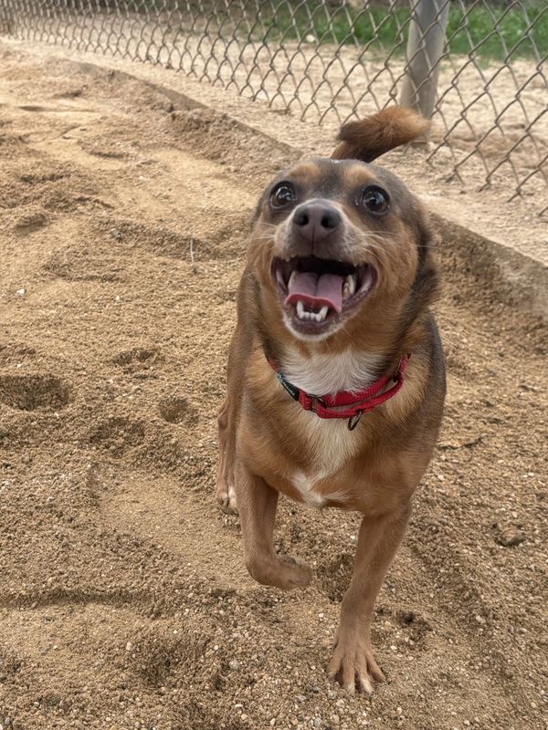 Happy small brown dog playing in the sand near a chain-link fence.
