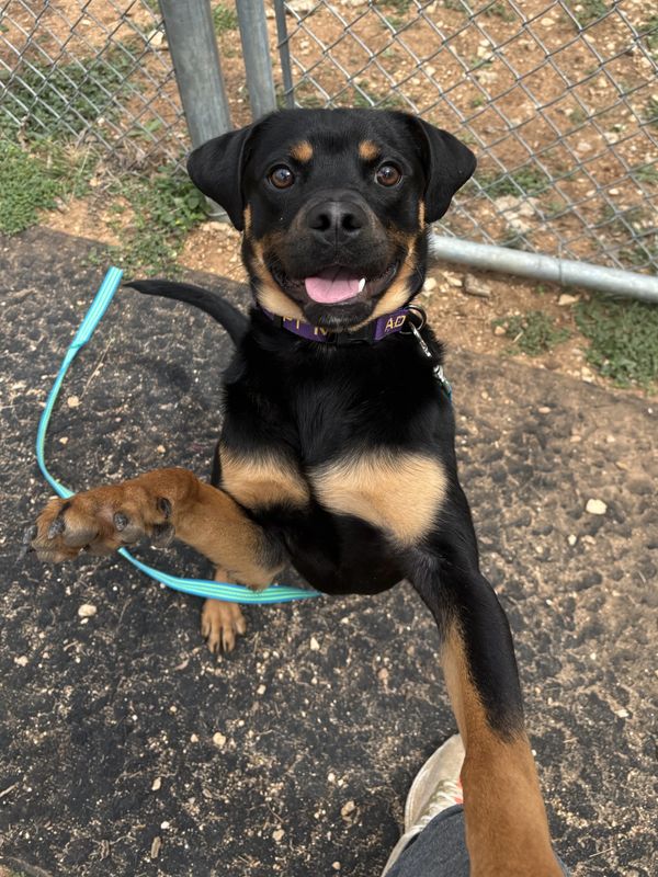 Happy Rottweiler jumping up with a wagging tail.