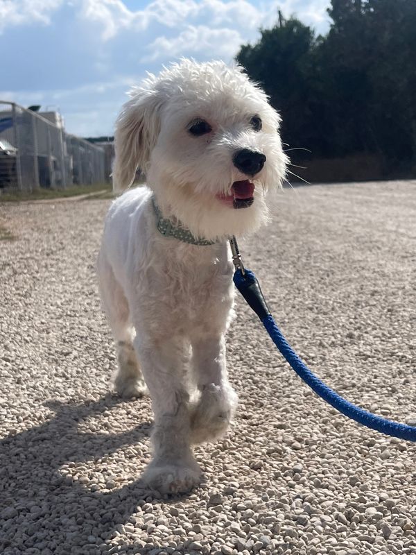Small white dog on a blue leash walking on a gravel path.