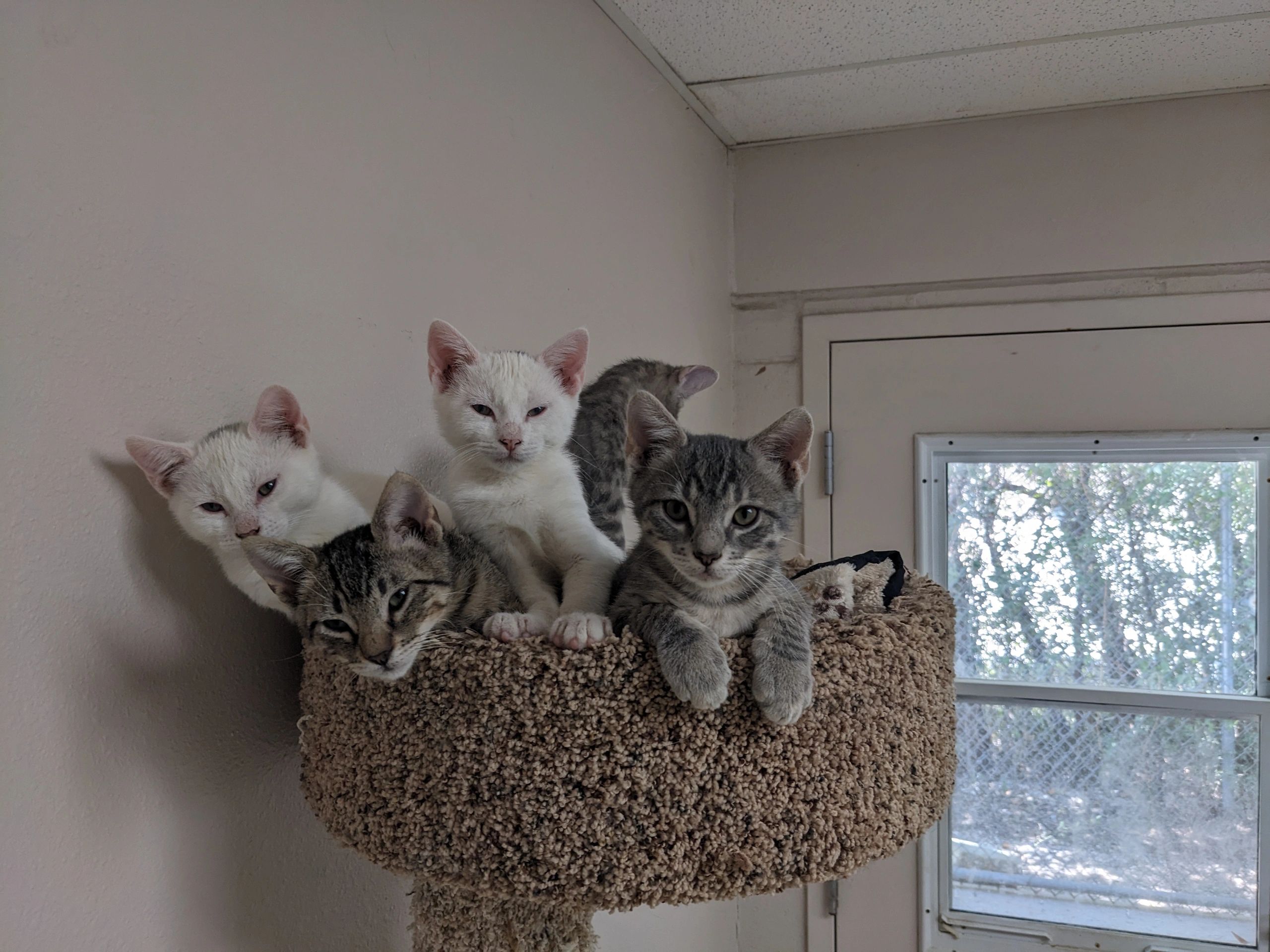 Kittens 