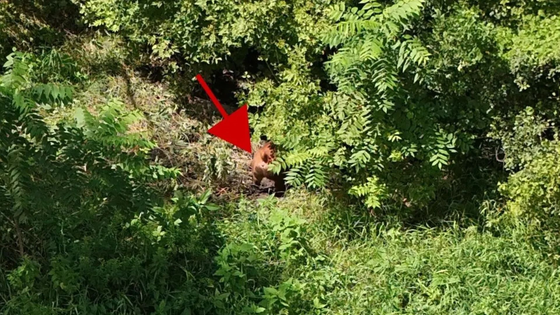 Drone photo of lost brown pig