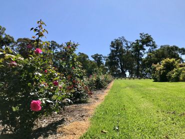 Valley Horse Agistment Rose Gardens