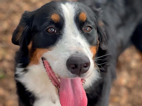 BELLFLOWER
BERNESE MOUNTAIN DOG