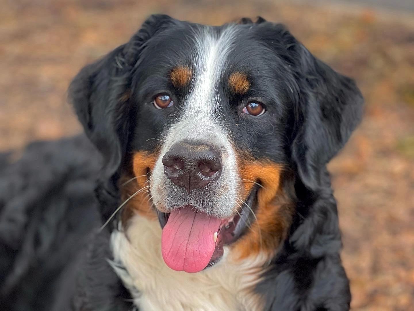 KIARA
BERNESE MOUNTAIN DOG