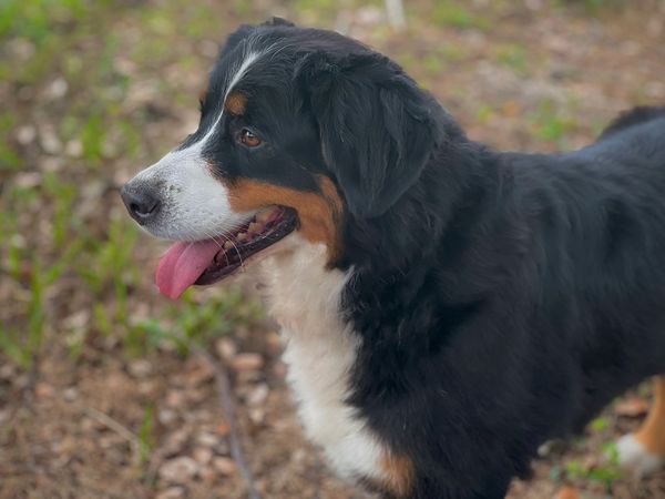ZENA
BERNESE MOUNTAIN DOG