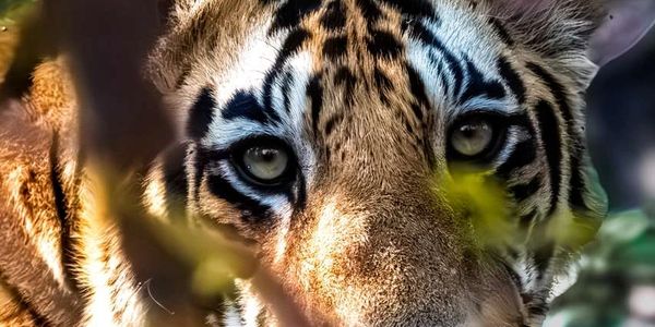 Close-up of a tiger peering through foliage.