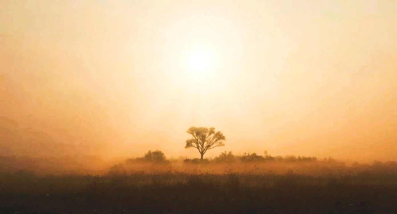 A solitary tree stands in a misty field under a bright sun.