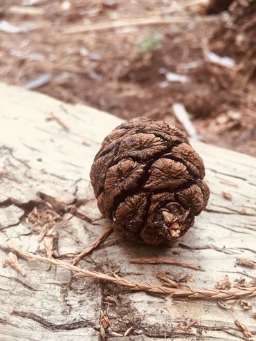 Huge Sequoia seed at the Sequoia National Forest (McKinley Grove)