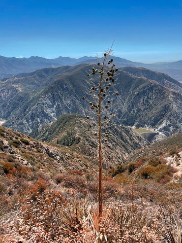 Photo of a plant with a view of the mountains in the background at the Angeles National Forest