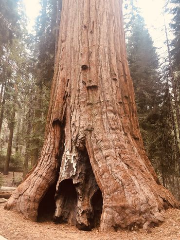 Huge trunk of a sequoia tree in the Sequoia National Forest