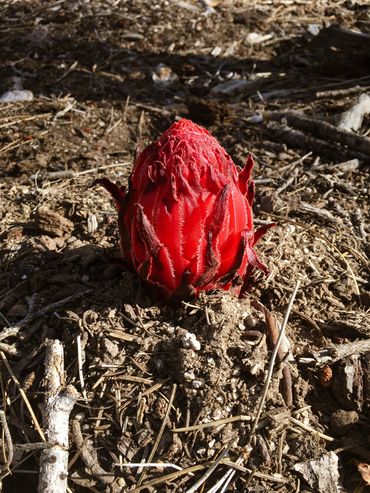 Rare red flower sprouting near Huntington Lake 