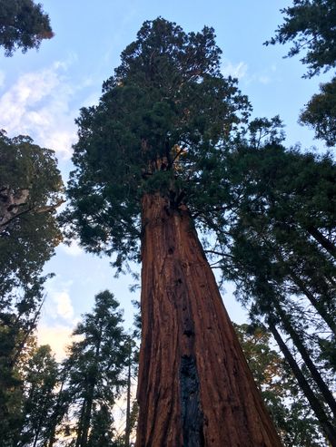 General Sherman Tree in the Sequoia National Forest