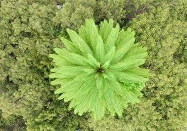 Top of a palm tree surrounded by tall green trees