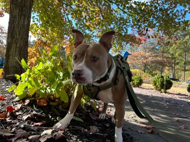 A dog exploring outdoors in autumn.