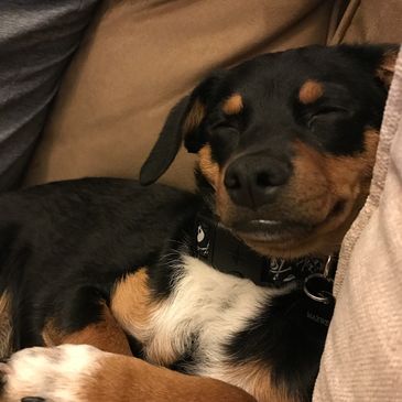 A content dog resting comfortably on a couch.