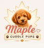 Maple Cuddle Pups