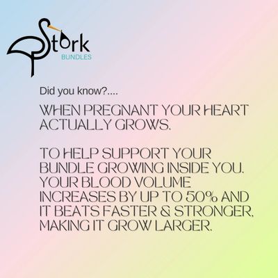 Pregnancy heart size. Pregnancy symptoms, growing heart when pregnant. Pregnancy facts. Stork Bundle