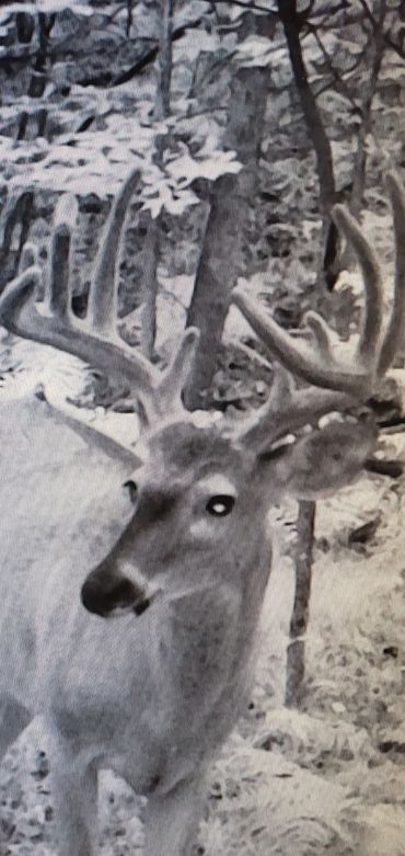 Velvet Trail Cam Pictures of a Buck we call Jaws