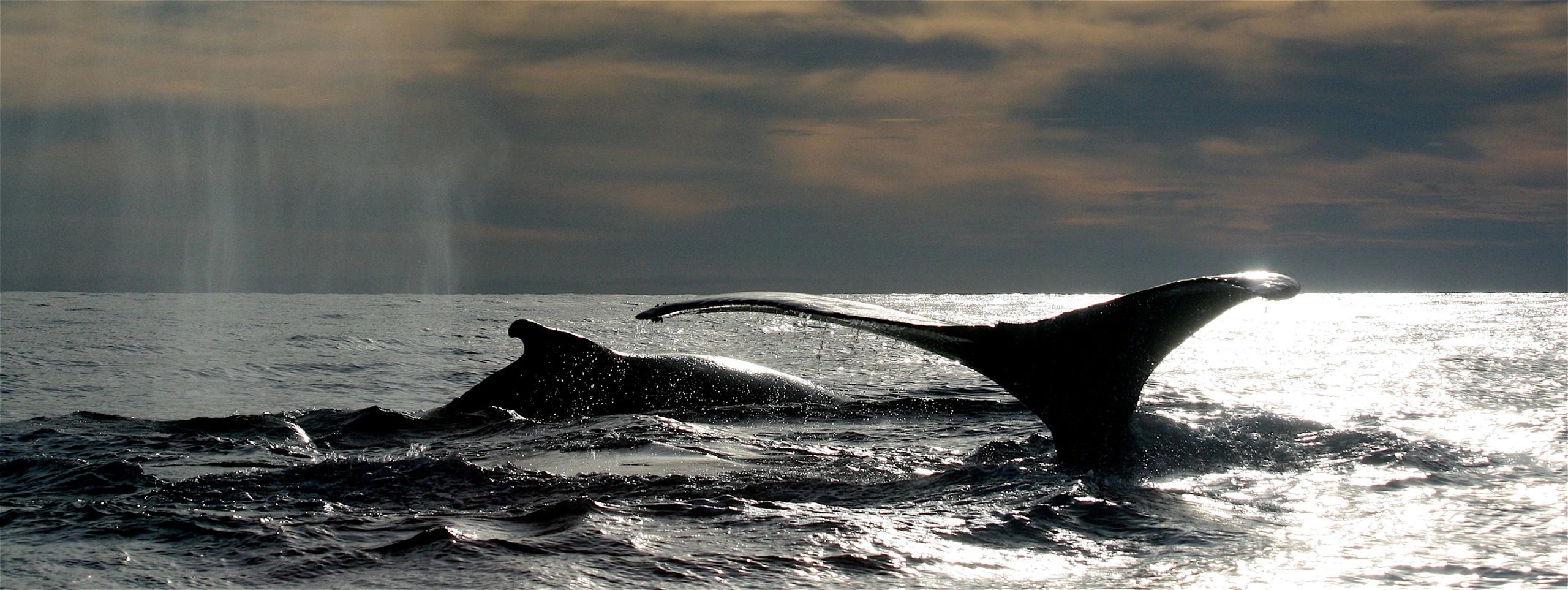 Bahía Solano - Avistamiento de Ballenas Colombia