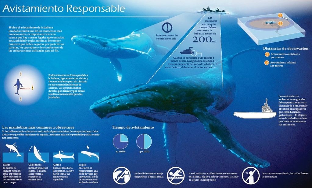 Avistamiento de Ballenas Responsable