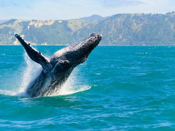 Ballenas Jorobadas en el Pacifico Colombiano 